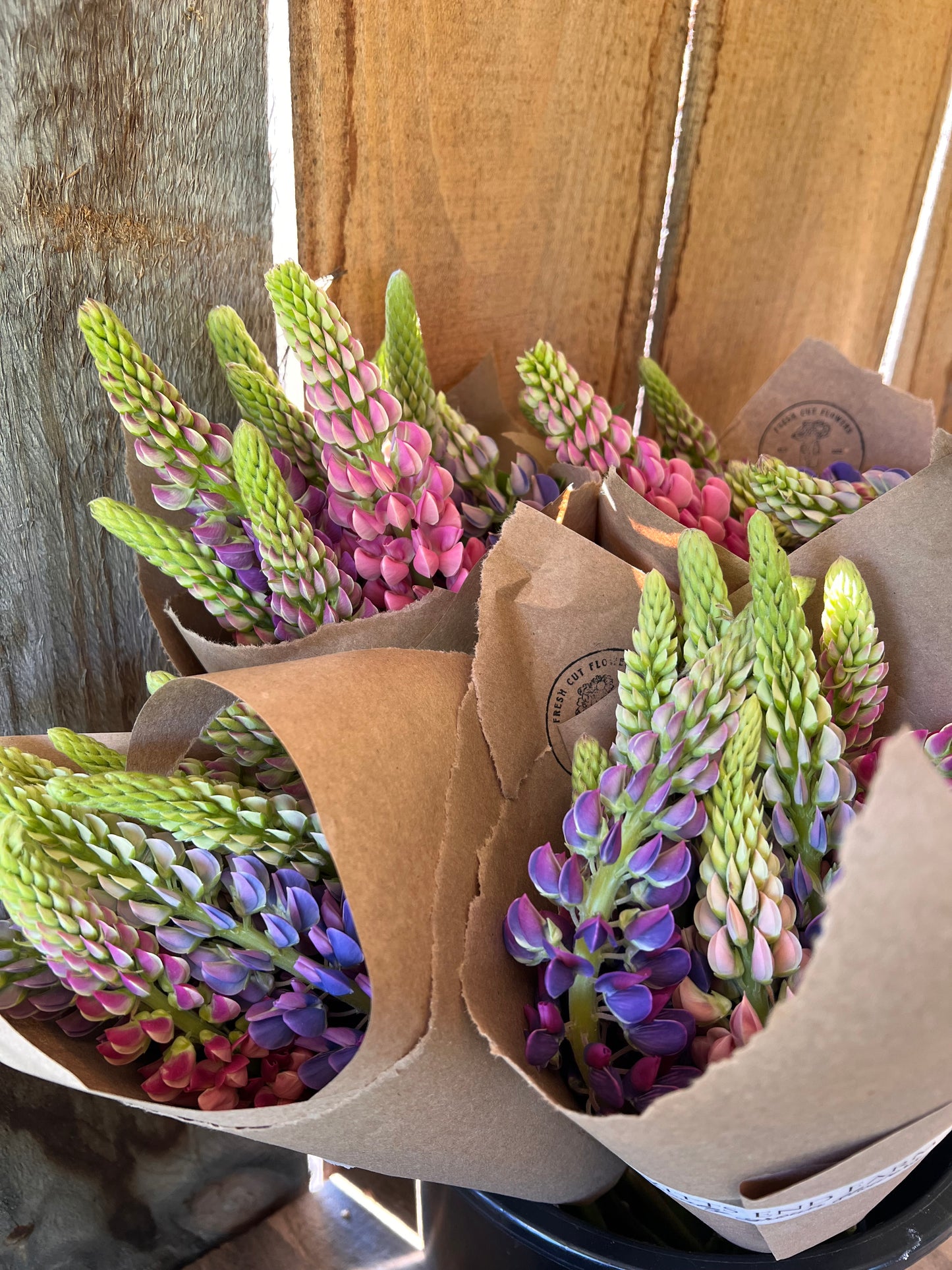 Lupine