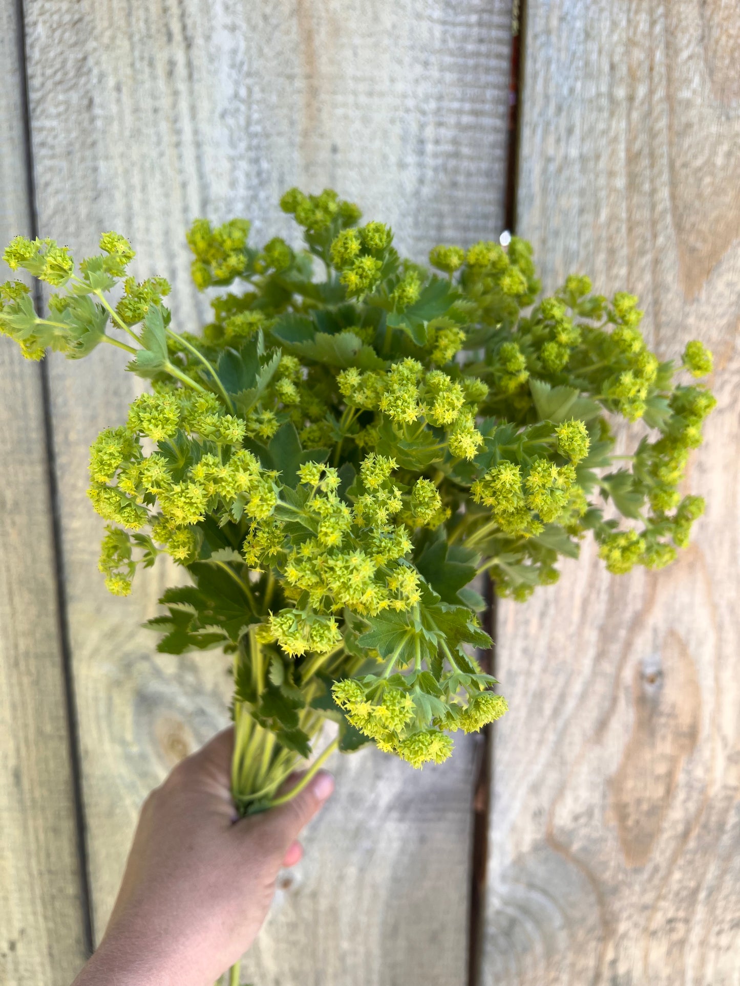 Lady’s Mantle