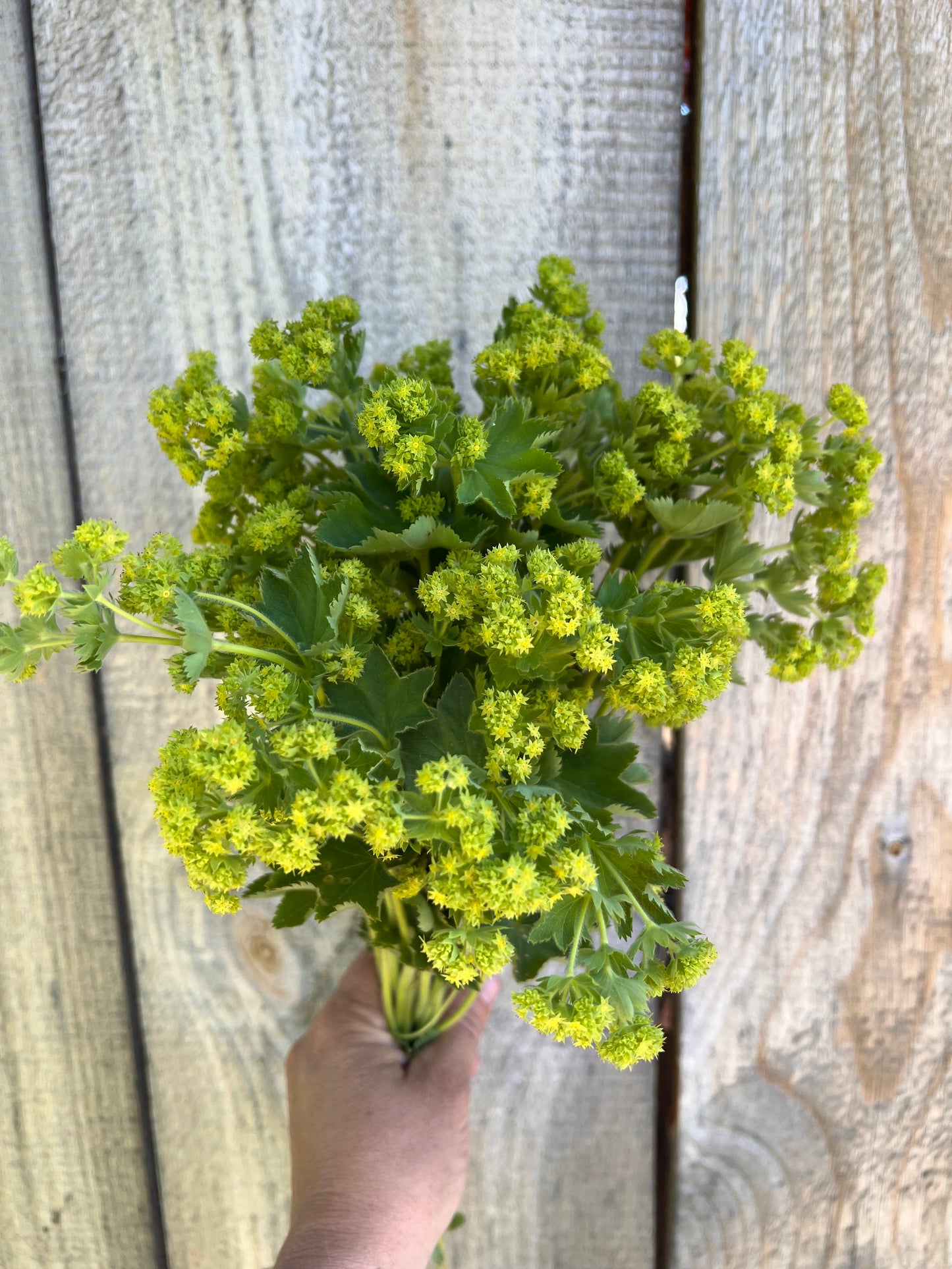 Lady’s Mantle