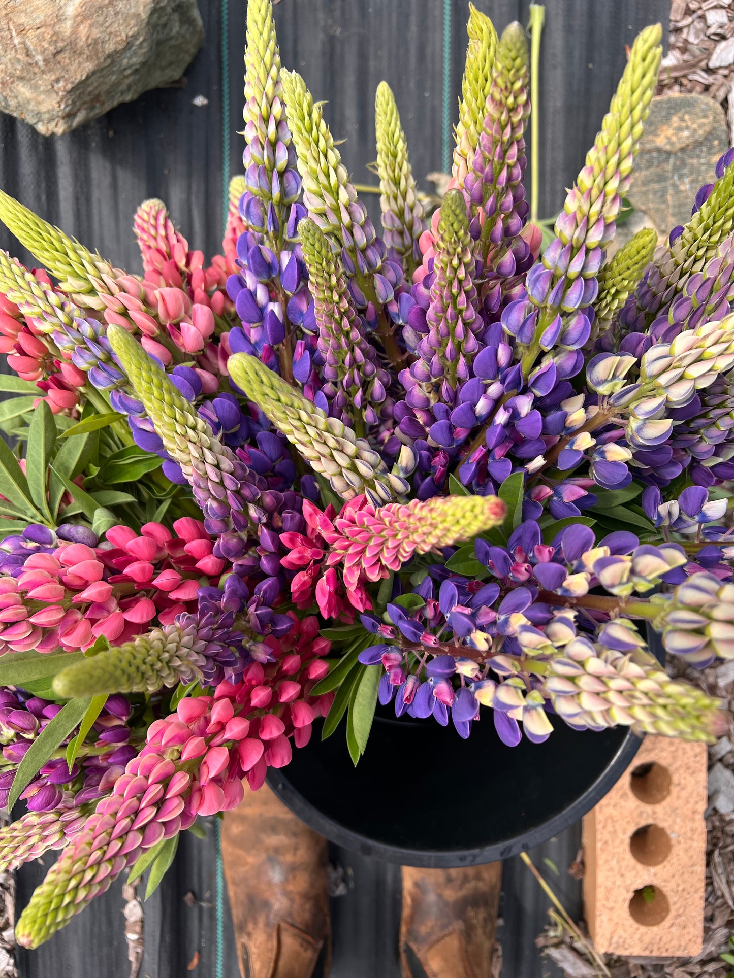 Lupine